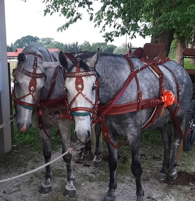 Leather saddle on a wooden stand