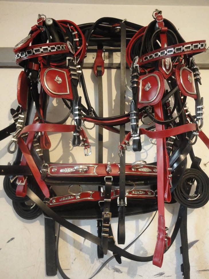 Horse wearing full leather harness